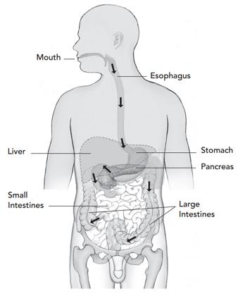 illustration of the human digestive system