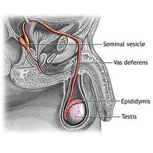 Image of seminal vesicle, vas deferents, epididymis, and testes