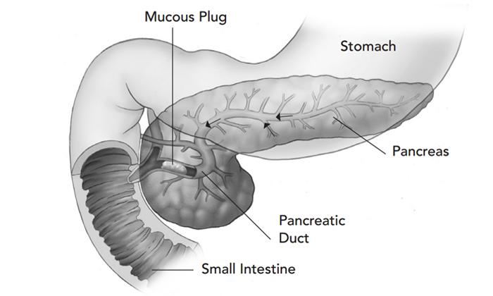 an illustration of the human pancreas